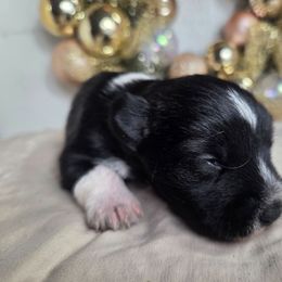 Boy 5 - Parti male Miniature Schnauzer puppy in Titusville, Florida from Alysha's Grandbabies