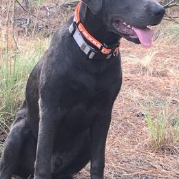 Dilute Retrievers from Palmetto Moon Labradors