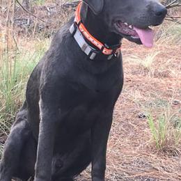 Dilute Retrievers from Palmetto Moon Labradors