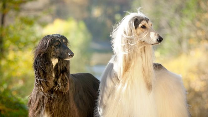 Afghan Hound