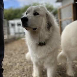 Great Pyrenees All Grown Up from McCarthy Ranchette