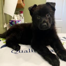 German Shepherd Puppies from Yosemite Shepherds