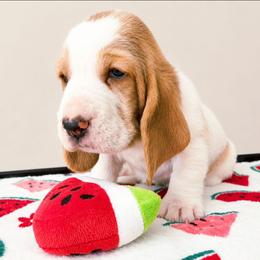 Xander - Red and white male Basset Hound puppy in Denison, Texas from Emma Lou's Baby Bassets