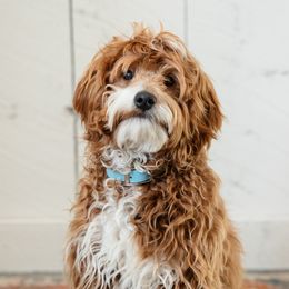 Willie - Goldendoodle