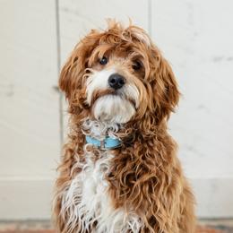 Willie - Goldendoodle