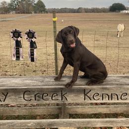Labrador Retrievers from Conoho Creek Kennels
