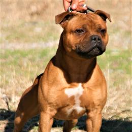 Tor - Staffordshire Bull Terrier