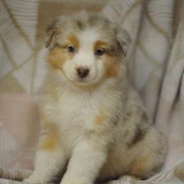 Wrench - Red merle female Australian Shepherd puppy in Delta, Colorado from PTK Ranch