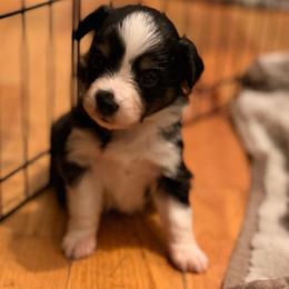 Lilly - Black tri female Miniature Australian Shepherd puppy in Harpers Ferry, West Virginia from Carter's Cuties