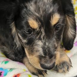 Ted - Dapple male Dachshund puppy in Harriet, Arkansas from B&K Dachshunds