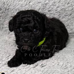 Pax - Black male Poodle puppy in Austin, Texas from C & C Texas Toy Poodles