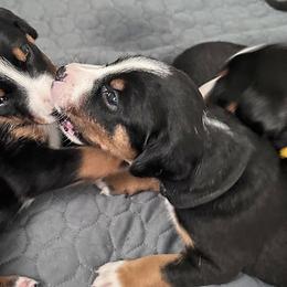 Appenzeller Sennenhund Puppies from HussarRidge
