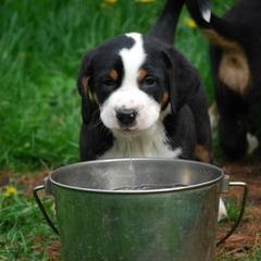 Greater Swiss Mountain Dog Puppies from Houha Greater Swiss Mountain dogs