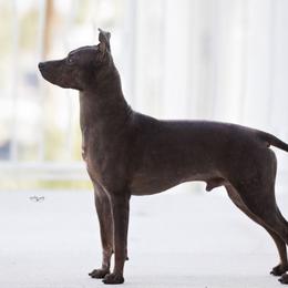 KC - American Hairless Terrier