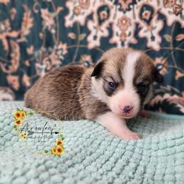 Mustard DM CLEAR - Sable male Pembroke Welsh Corgi puppy in Idaho from Arrowleaf Corgis