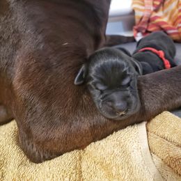 Labrador Retriever puppies from Syrius Dog