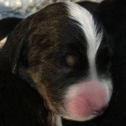 Bernedoodle Puppies from Flat Creek Bernedoodles
