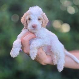 Brown Collar girl  (Bonnet) - Parti female Labradoodle puppy in Granite Falls, North Carolina from Carolina Goldendoodles