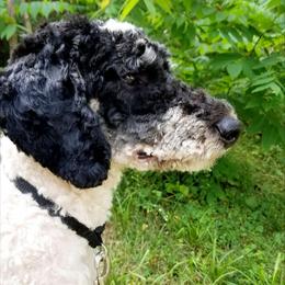 Oak - Tri-color male Bernedoodle puppy in Granton, Wisconsin from Rose River Farms