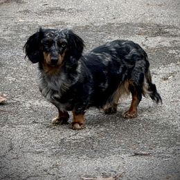 Fancy - Dachshund