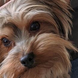 Biewer Terriers, Miniature Schnauzers, Morkies, and Yorkshire Terriers from Blue Ridge Mountain Puppies
