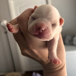 Pixies cream girl - Lilac female Boston Terrier puppy in Yakima, Washington from Barnett’s AKC Boston Terriers