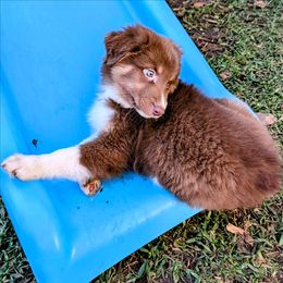 Prince Maverick - Red tri-color male Australian Shepherd puppy in Arlington, Texas from Firelight Australian Shepherds