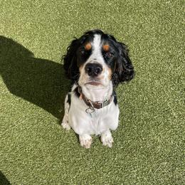 English Springer Spaniel Puppies from Willow Creek Farms