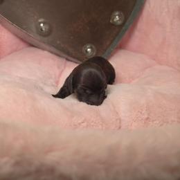 Mystic eclipse - Dapple female Dachshund puppy in Bristol, Tennessee from It's Mini Wieners Baby