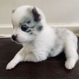 Pomsky Puppies from Pomsky‘s Palace