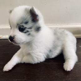 Pomsky Puppies from Pomsky‘s Palace