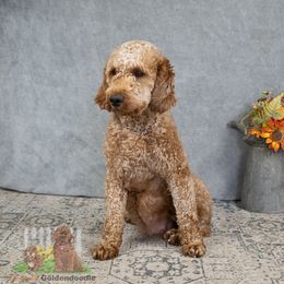Hellen - Goldendoodle