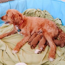 Goldendoodle and Poodle Puppies from Oodles of Doodles Ut