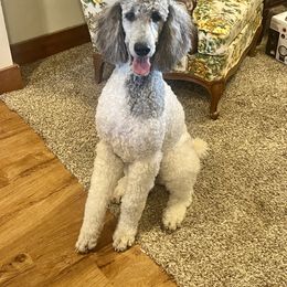 Esther - Poodle