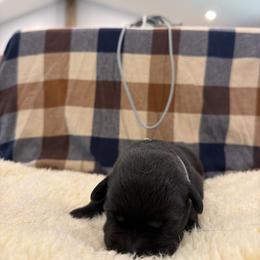 Gray - Black female Labrador Retriever puppy in Middleton, New Hampshire from Tag Hollow