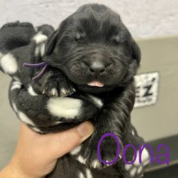 Girl 3 - Black Newfoundland puppy in Tully, New York from Bear Paw Newfoundlands