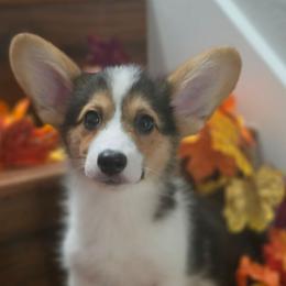 Smores - White and black male Pembroke Welsh Corgi puppy in Tomball, Texas from Larsen Loved Corgis