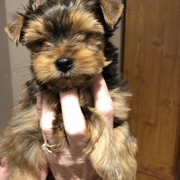 Yorkshire Terrier Puppies from Happy Days Acres and Yorkies
