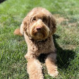 Charlie - Australian Labradoodle