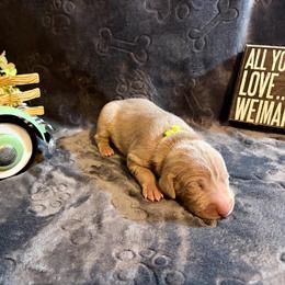 Lime Green Collar. )River Rae - Silver gray female Weimaraner puppy in Sevierville, Tennessee from K&K Weimaraners