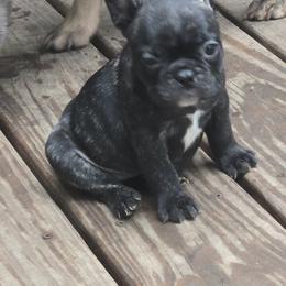 Onyx - Brindle female French Bulldog puppy in Belvidere, Nebraska from Amore Kennel