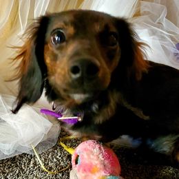 Lucy - Dachshund