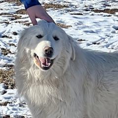 Lumi - Colorado Mountain Dog