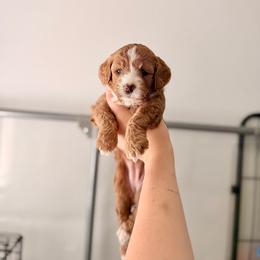 Ember - Red  female Goldendoodle puppy in Vancouver, Washington from Blissful Doodles