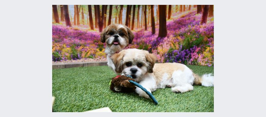 × kyrin hillii hillii MN Falls Little | Farm Hill Happy pups rimklon ビカクシダ