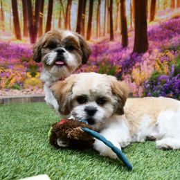 Shiba Inu and Shih Tzus from Highline Puppies