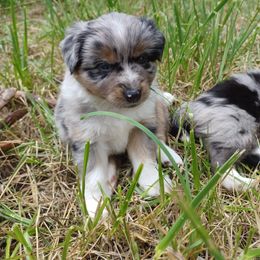 Sparkler - Blue merle female Miniature American Shepherd puppy in Cleveland, Ohio from Double Moon