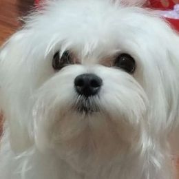 Lollipop "Lolli" - Maltese