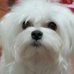 Lollipop "Lolli" - Maltese