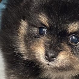 Pomeranians from Pomeranian Pups